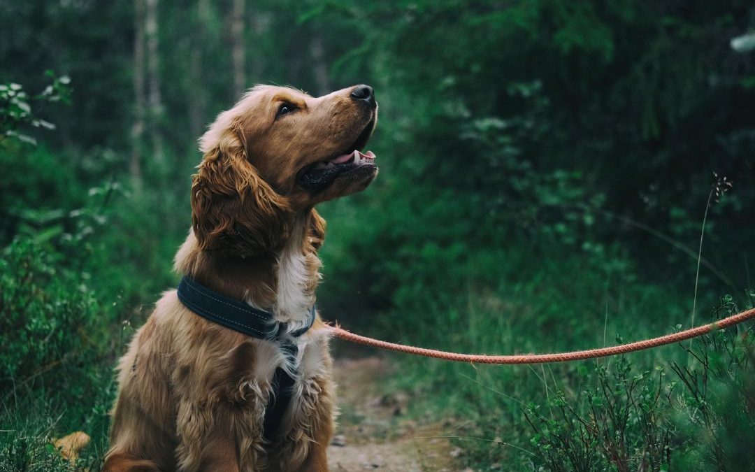 Walking in Their Paws, Seeing Through Their Eyes